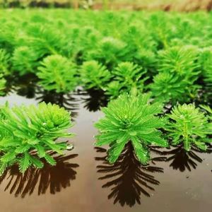 【狐尾藻水草】狐尾藻水草品牌,价格 - 阿里巴巴