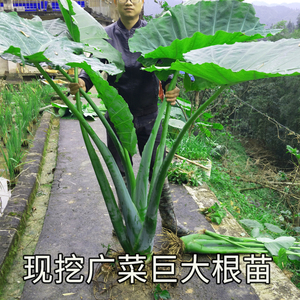 大根广菜根象耳大野芋室内大型绿植大叶盆栽庭院芋荷苗非滴水观音