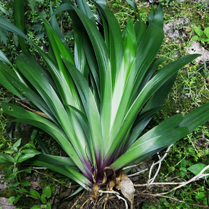 扁竹兰豆豉叶贵州深山鸢尾花根豆丝草四季青整颗带泥好种带泥