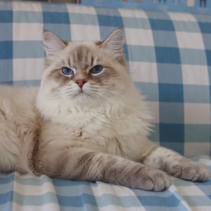 挪威森林猫猫咪缅因长毛猫狮子猫蓝眼三花狸花纯白西森幼猫成年猫