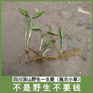 四川野生一支箭干货农村蛇咬子新鲜现挖无硫天然瓶尔小草中草药材