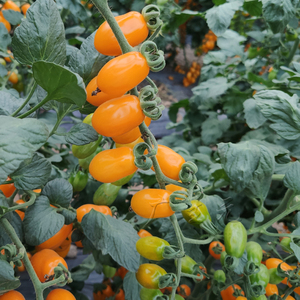 002人付款淘宝红黄花生柿子小番茄种孑圣女果苗西红柿四季春季农家