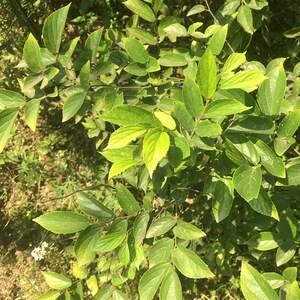 日本购盆景小叶朴k树苗朴树苗木朴榆树苗庭院风景树朴木树苗朴树