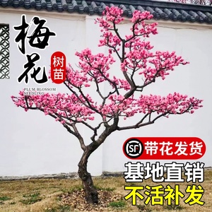 梅花树苗庭院盆栽室外耐寒冬梅红梅腊梅地栽开花盆景四季花卉植物