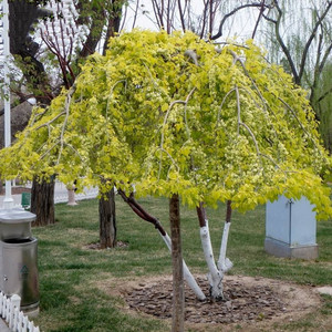 金叶榆树榆钱树金叶垂榆树苗工程园林绿化苗木庭院美化风景树苗