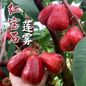 海南红宝石莲雾水果当季新鲜特大果现摘雾莲非黑金刚连雾果整箱