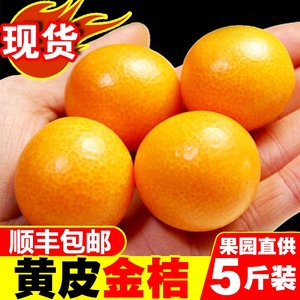小金桔鲜果现货脆皮冰糖水果广西融安金桔应当季橘子