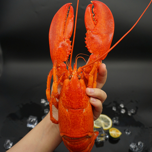 波士顿龙虾钳子特大