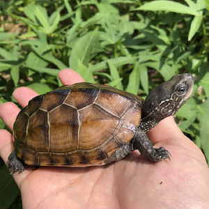 正宗金钱龟中华金线草龟石金线草龟外塘活体风水龟宠物乌龟活物
