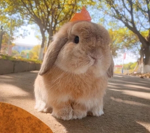 宠物兔活物进口垂耳兔双血统侏儒兔纯种荷兰兔长不大小型兔子活体