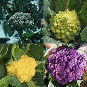 特色有机西兰花宝塔花菜紫黄菜花种子大全春秋四季种植蔬菜籽包邮