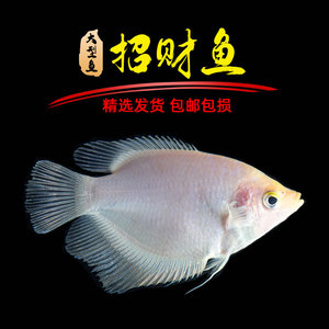 白招财淡水活体黑眼红尾热带观赏鱼鹦鹉鱼地图鱼银龙发财鱼包邮