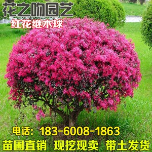 红花继木球大树苗庭院绿化植物灌木球四季红花檵木球形绿篱笆耐寒