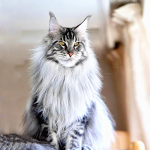 巨型缅因猫纯种幼猫银虎斑宠物猫咪俄罗斯大体型长毛赛级棕虎活体