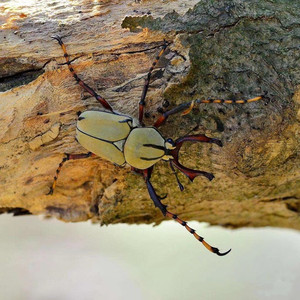 黄粉鹿角花金龟 宠物昆虫甲虫爬虫 独角仙