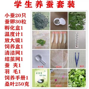 蚕宝宝学生养蚕套装 工具齐全 1龄 活物蚕卵科普春蚕新鲜桑叶