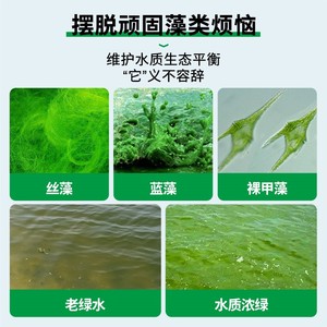 青苔和绿藻区别图图片