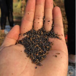 河南驻马店黑芝麻 生的之纯正天然散装农家自产自种500g