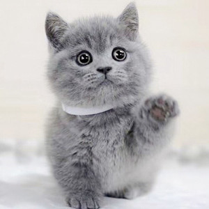纯种蓝猫幼猫英国短毛猫英短活体折耳猫宠物猫蓝白蓝胖子小奶咪