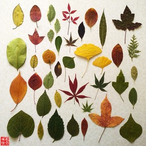 梧桐树叶标本干花复古落叶装饰摄影道具平整秋叶diy手工绘画材