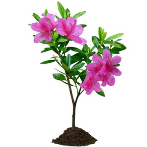 杜鹃花树苗四季常青庭院绿化苗木花园植物园林绿植花卉毛杜娟造景