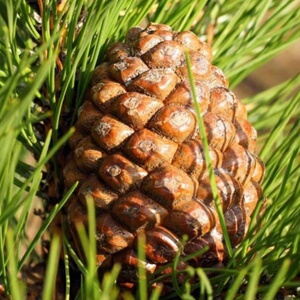 松子苗汉松小苗 米叶罗汉松树苗 珍珠贵妃日本红芽盆栽苗盆景包邮