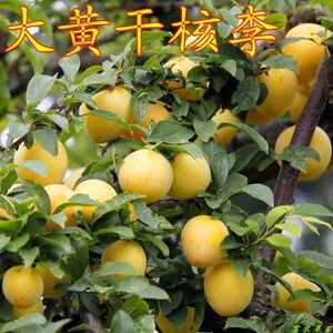 早熟李子树苗 大黄干核李子苗 黄李子树苗南方北方种植当年结果