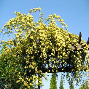 香七里香爬藤花苗七里红花阳台香花夜里夜香黄攀缘植物花木可开票