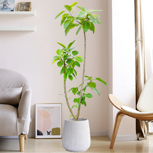 黄金榕橡皮树植物大盆栽客厅办公室大型网红真绿植北欧风净化空气