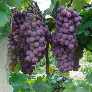 葡萄苗 果树苗 超甜新疆小葡萄品种 绿珍珠 无核白葡萄树 可