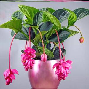 宝莲灯盆栽带花苞荷兰进口名贵花卉大型新品种珍珠美丁花观花植物