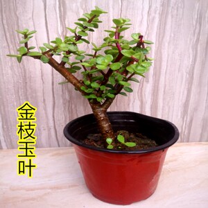 玉树黄金花月蓝鸟