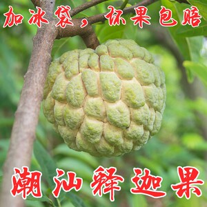 樟林林檎水果林琴果潮汕释迦货 释迦果大新鲜5三斤番荔枝牟尼果
