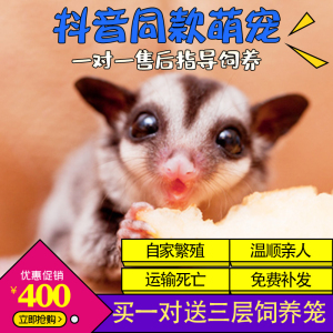 手养蜜袋鼬小型活物宠物好养白面环尾纯白马赛克白金北京送货上门