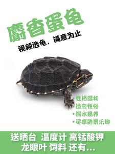 麝香龟深水龟观赏活体剃刀苗双头小乌龟宠物龟苗乌龟墨西哥蛋龟大