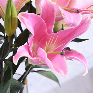 晟食物语花漾 粉色百合 5枝10头 中国石油 昆仑好客云南