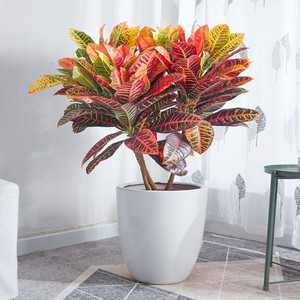 00李李李by淘宝室内绿植盆栽彩虹竹芋孔雀竹芋七彩双线竹芋观叶植物