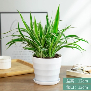 室外盆栽吊兰花