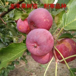 龙丰果树苗东北小苹果龙丰果口感耐寒好嫁接苗北方果树苗