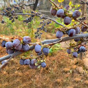 小圆黑枣无核特级正宗野生软枣免洗新鲜野柿子柿枣新货大乌枣药用
