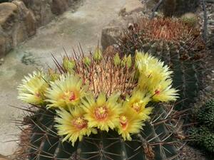 80乡下人园艺3淘宝【仙人联盟】江守玉 实生仙人球开花美球小盆栽满