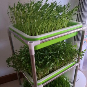 无土栽培育苗神器