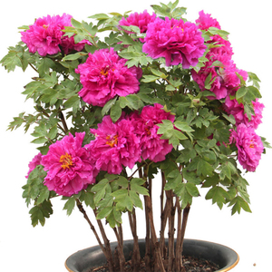 牡丹花苗带盆栽洛阳牡丹正宗四季催花冬季开花室内鲜花牡丹礼盒装