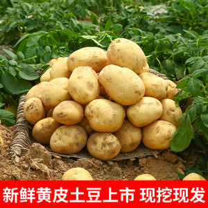 新鲜农产品甘肃定西马铃薯土豆高山黄心农家沙面洋芋蔬菜带箱10斤