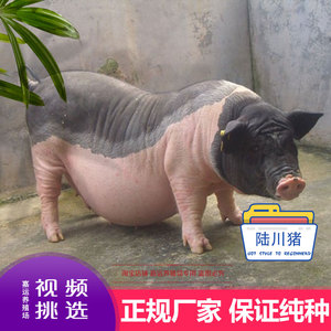 香香猪活体-淘宝拼多多热销香香猪活体货源拿货 阿里巴巴货源