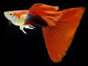 精品马来西亚红尾礼服孔雀鱼观赏鱼热带凤尾淡水鱼苗活体种鱼