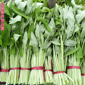 白梗柳叶空心菜种子白骨大叶雍菜籽竹叶通心泰国春季热卖多次收割