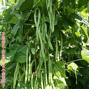 红花青荚小金豆种子白花无筋四季豆芸豆四月扁豆豆角种籽春季四季