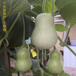 小兵蛋蝈蝈葫芦种子孑直销大中小胖墩籽把玩八宝亚腰观赏盆栽春季