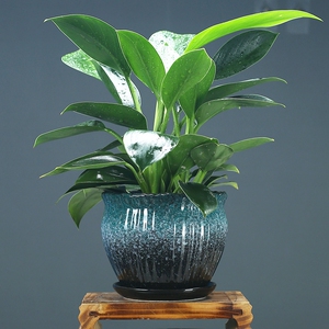 养长寿花花盆